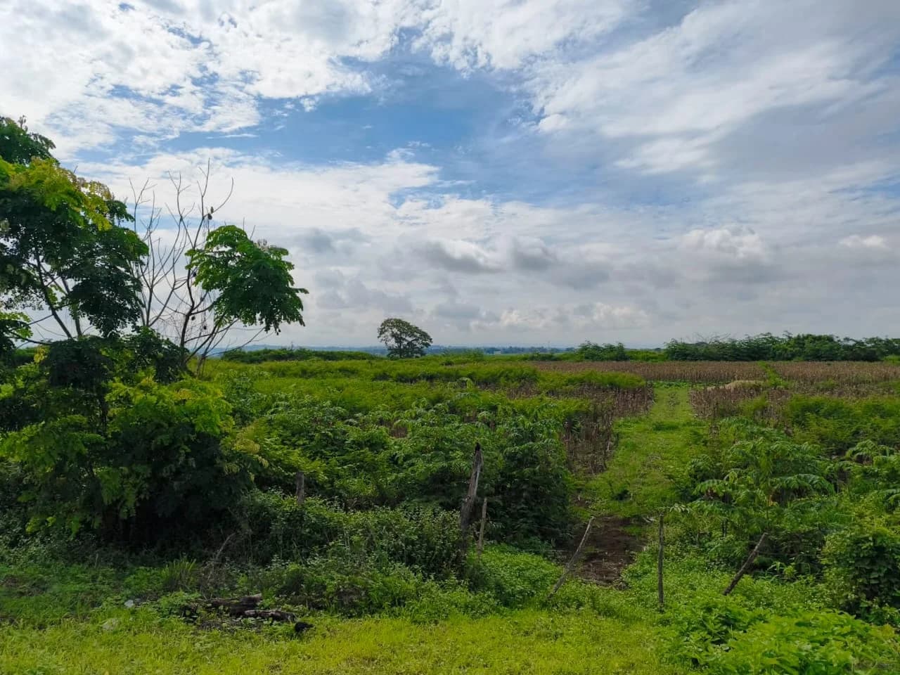 Finca en Venta 30 hectáreas Manabí Chone